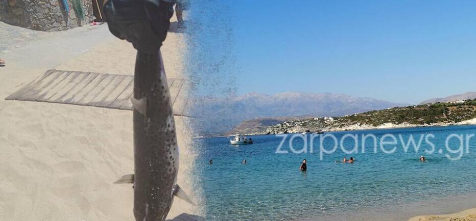 Κρήτη: Εμφανίστηκε λαγοκέφαλος στην ξακουστή παραλία Μαράθι