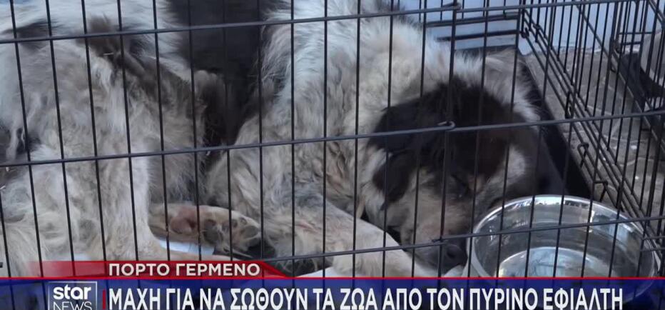 Φωτιά Πόρτο Γερμενό: Δεκάδες ζώα σώθηκαν από τις φλόγες