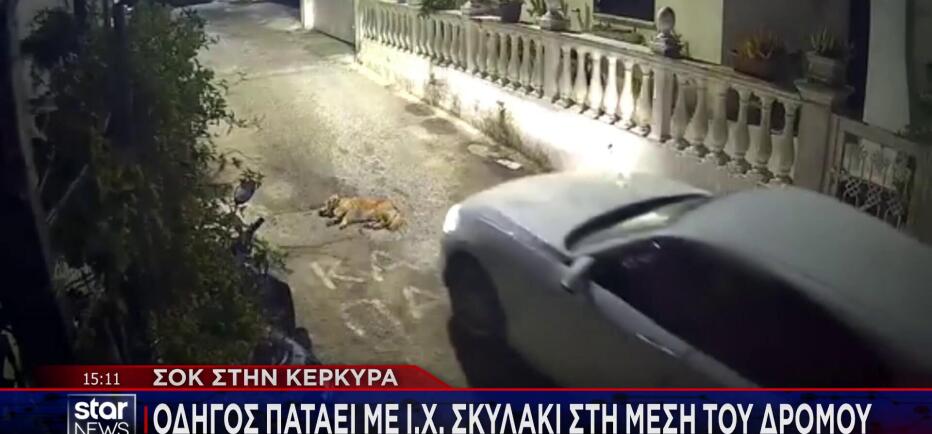 Κέρκυρα: Eλεύθερη η οδηγός που σκότωσε το σκυλάκι- Τι ισχυρίστηκε