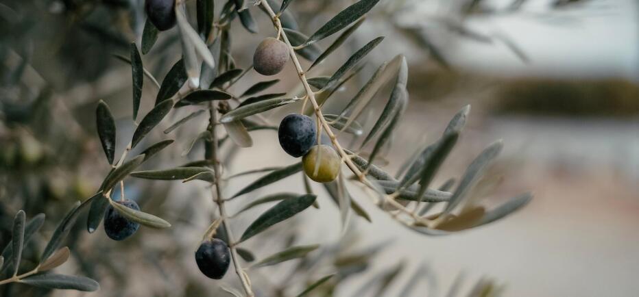 Ελαικομικό Μητρώο: Παράταση στις υποχρεωτικές δηλώσεις για τη συγκομιδή