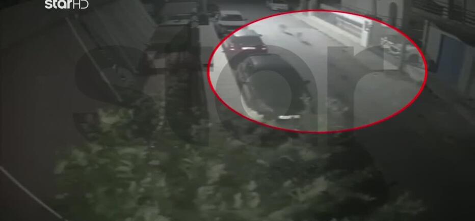 Αγέλη λύκων επιτέθηκε και κατασπάραξε σκύλο στη Φυλή - Bίντεο