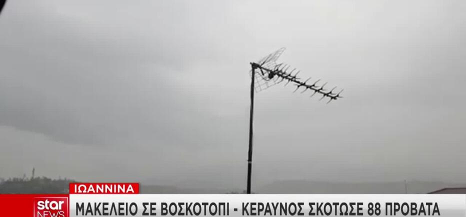 Κακοκαιρία: Κεραυνός χτύπησε κοπάδι στα Ιωάννινα και σκότωσε 88 πρόβατα