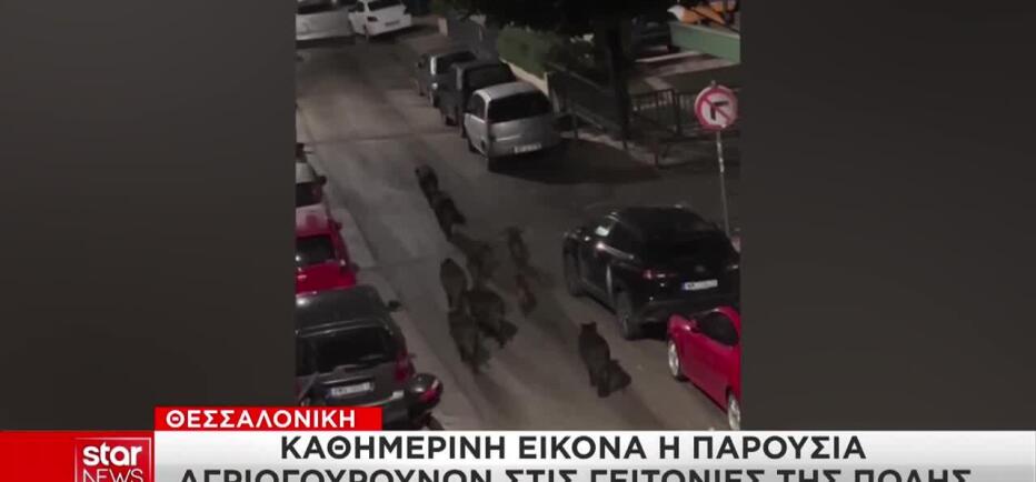 Θεσσαλονίκη: Αγριογούρουνα εμφανίστηκαν ξανά στους δρόμους της πόλης