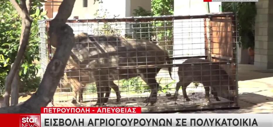 Συναγερμός στην Πετρούπολη: «Εισβολή» αγριογούρουνων σε πολυκατοικία